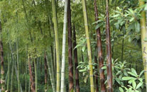Moso Bamboo