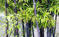 Black Bamboo