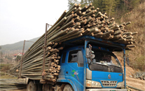 BAMBOO HARVEST